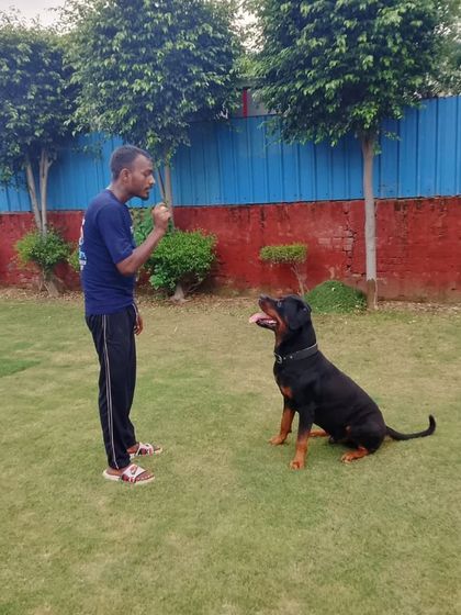 A Rottweiler sits patiently, waiting for a command or a treat from our staff member. This highlights the focus and training we encourage during their stay.