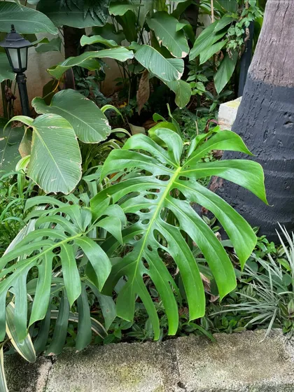 A healthy Monstera Deliciosa growing in a garden bed, its iconic split leaves adding a touch of the tropics. This plant is a favorite for its ability to create an instant jungle vibe.