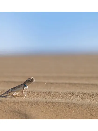 A toad-headed agama stands on a sand dune, its form silhouetted against the endless lines of the desert.