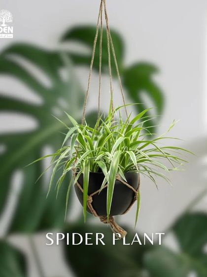 Make use of your vertical space with our hanging planters. This Spider Plant looks fantastic in a simple black hanging pot, adding a cascade of green to any room.