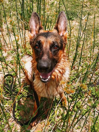 A collection of portraits of my handsome, goofy, and majestic German Shepherd, Theo. He is my constant inspiration and the heart of my work.