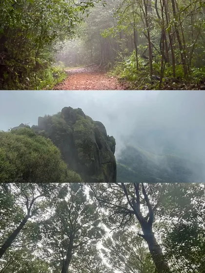 A collage showing the diverse scenery of the Kurinjal trek, from the misty forest path to the rocky outcrops and the tall trees of the shola forest.