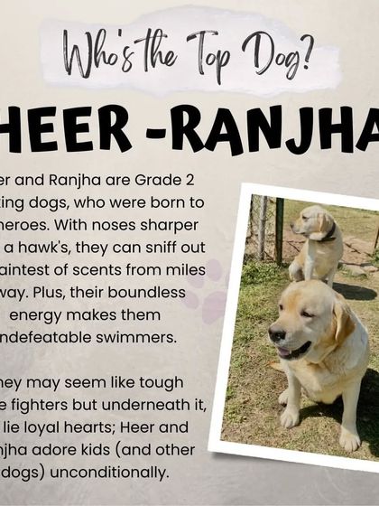 Poochkoo Mutts & Nutts - Dog Training & Behavior Modification Life at the Ranch photo 23