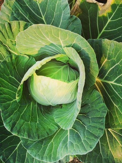 Look at the gorgeous texture and vibrant green of this homegrown cabbage.