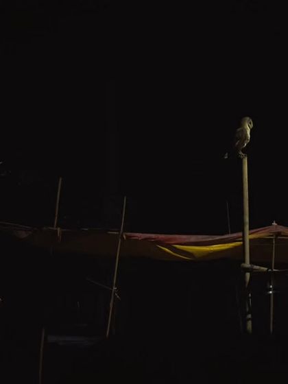A Barn Owl perched high above a market stall, perfectly adapted to its urban environment and earning the title of "City Owl."