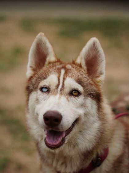 PL Paws - Dog Fostering Program Medical & Special Needs Care photo 9