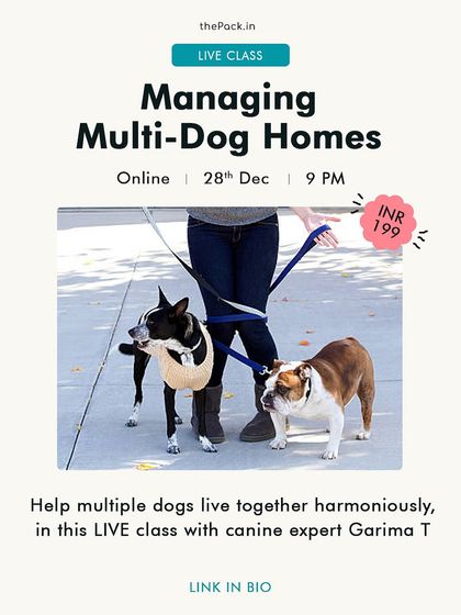 Garima Tomar - Dog Training & Behavior Consultation Solving Problem Behaviors photo 7