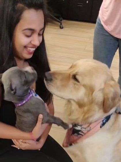 A gentle introduction. Brutus as a puppy meeting a friendly Golden Retriever, with one of our team members ensuring the interaction is positive and safe.