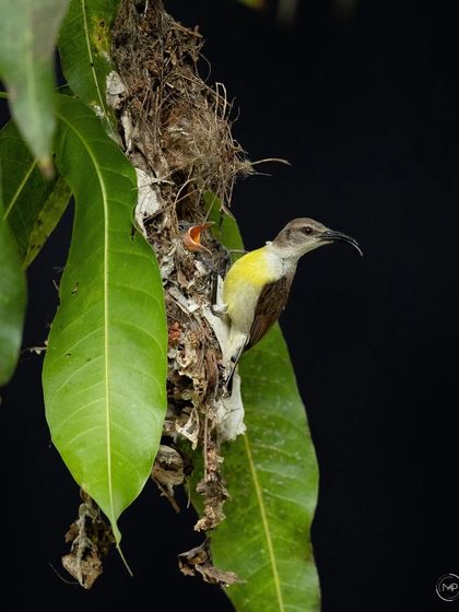 This series documents the nesting of a Purple-rumped Sunbird in my own backyard. It was a privilege to watch the mother bird tirelessly feed her chicks until they successfully fledged the nest.