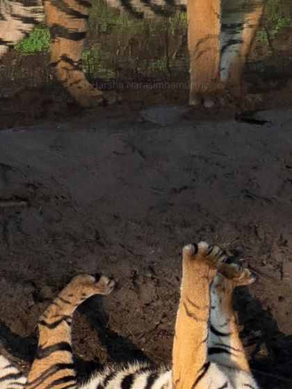 A playful moment from the Russel line dynasty. These interactions reveal the social dynamics and personalities of the tigers we follow, turning a photograph into a story.