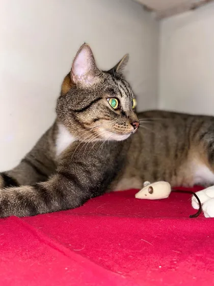 Joey is on his catcation, lounging on a red carpet with his toy mouse. A true VIP experience.