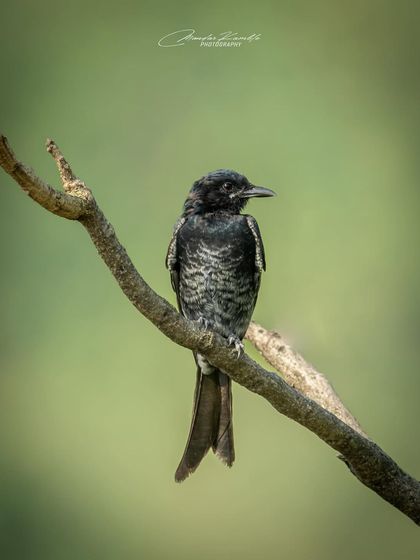 Portraits of the Wild photo 24