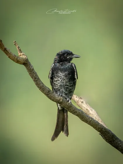 A juvenile Black Drongo, showing the subtle scalloped patterns on its feathers that will disappear as it matures.