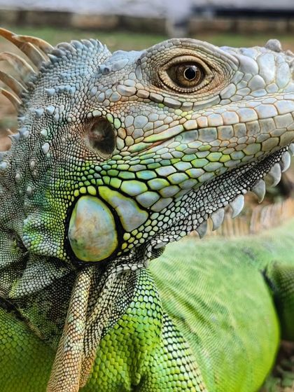 Another beautiful shot of the iguana, showing off its amazing colors and textures.