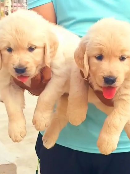A clear, bright photo of two of our Golden Retriever puppies. We focus on breeding dogs that meet the breed standard for appearance and, more importantly, for a friendly and trainable temperament.