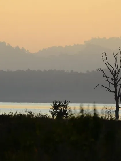 This is the landscape of legends. The misty, layered hills and serene waters of a tiger reserve at dusk create a phantasmal scene. My guided tours are designed to immerse you in these atmospheric environments, where every silhouette holds a story.