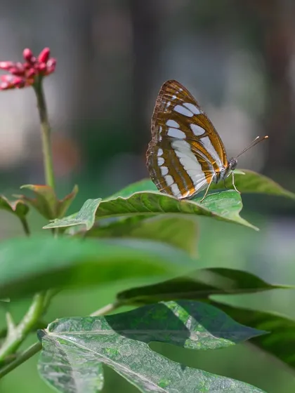 Another shot of the Common Sailor. After reptiles and birds, butterflies are my favorite subject to photograph, with their endless variety of colors and patterns.