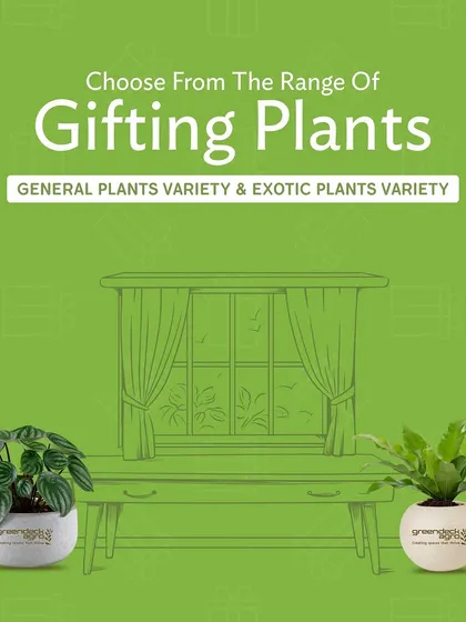 I offer a wide range of gifting plants for any corporate event. You can choose from general and exotic varieties to find the perfect green gift that fits your budget and occasion.