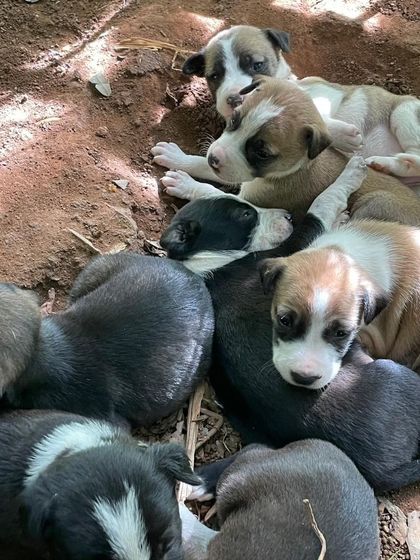 The whole litter of puppies cuddling together for warmth and comfort. They are currently living outside and need to be rescued.