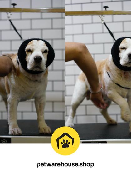 Pet Warehouse - Pet Grooming Services Our Grooming Spa in Action photo 12