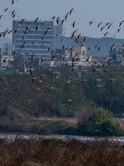 A flock of flamingos flying over the city, a testament to why we call this place the 'village of flamingo birds'.