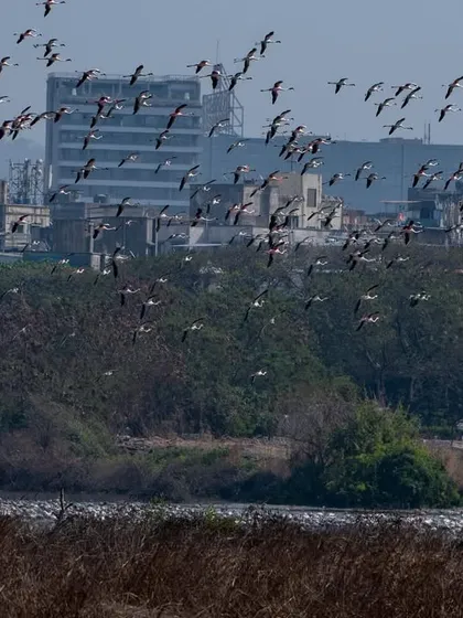 A flock of flamingos flying over the city, a testament to why we call this place the 'village of flamingo birds'.