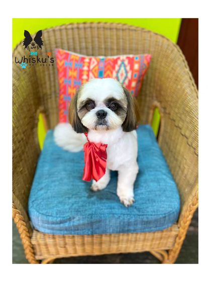 Furrybells Pet Grooming - Pet Grooming (Dogs & Cats) Breed-Specific Dog Styles photo 27