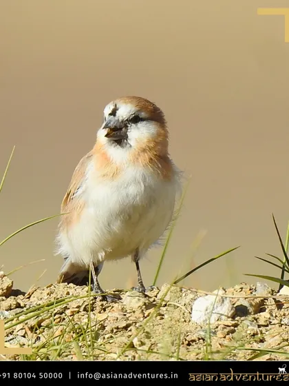 A close-up of a Blanford's Snowfinch, a hardy resident of the high-altitude plateaus of Ladakh. Our guides are skilled at spotting these small but significant high-altitude birds.