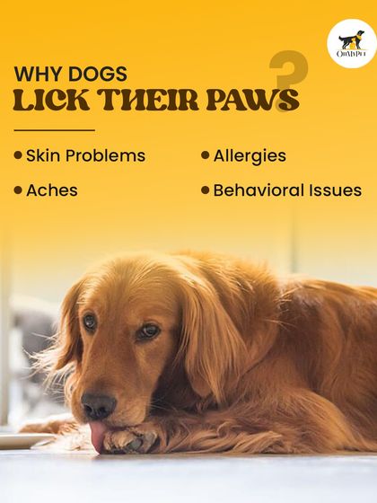 Oh My Pet - At-home Pet Grooming Pet Health & Safety Gyaan photo 5