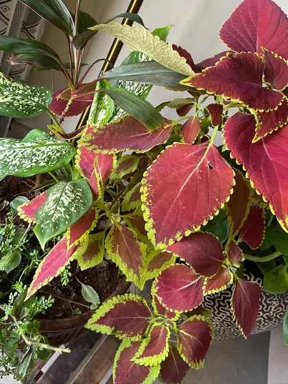The vibrant colors of a Coleus plant next to a Dieffenbachia. Choosing plants with contrasting foliage is a great way to create visual interest in your indoor or balcony garden arrangement.