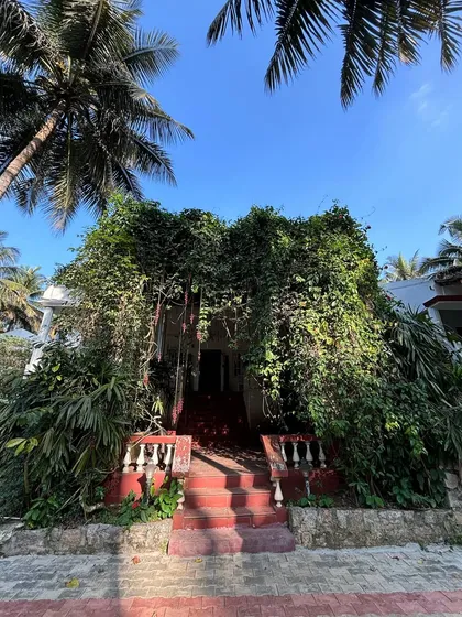 An old building completely engulfed by a magnificent climbing vine. This image showcases the breathtaking power and glory of nature when it's allowed to grow wild and free.