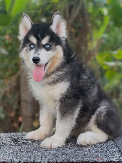 A close-up look at the beautiful face of a Husky puppy. The intense blue eyes and classic black and white markings are traits that my stud dogs are known for producing.