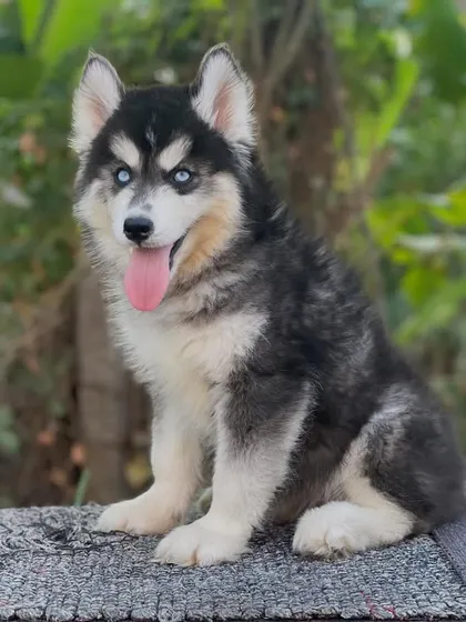 A close-up look at the beautiful face of a Husky puppy. The intense blue eyes and classic black and white markings are traits that my stud dogs are known for producing.