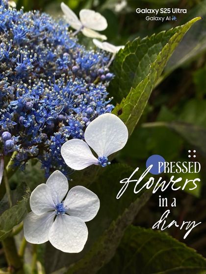 A beautiful close-up of hydrangea flowers, with the text 'Pressed flowers in a diary'.