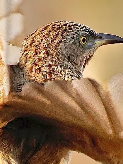A Striated Babbler with its wings partially unfurled. This close-up captures the intricate spotted pattern on its head and the soft texture of its wing feathers.