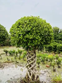 Landscaping & Gardening Services