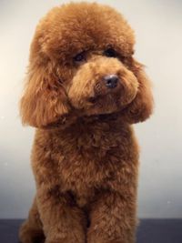 Pet Spa & Creative Styling