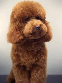 Pet Spa & Creative Styling