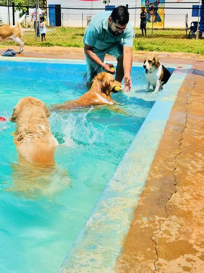 Fluffy Paws Pet Resort - Dog Park & Swimming Pool Splash & Swim: Our Human-Friendly Pool photo 12
