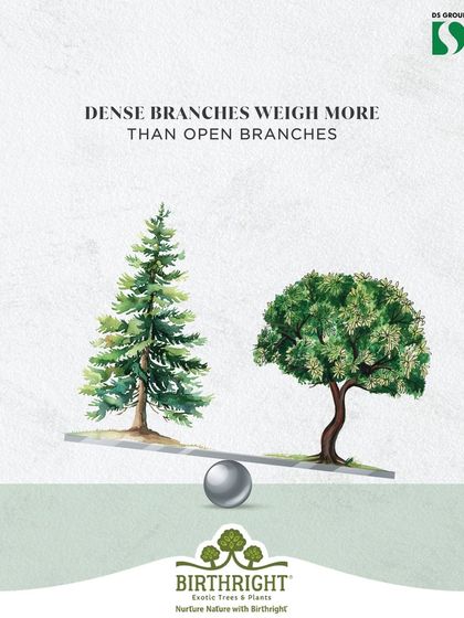 The density of a plant contributes to its visual weight. A dense, conical evergreen feels heavier than a tree with an open, airy canopy. We balance these different forms to create dynamic and stable landscape designs.