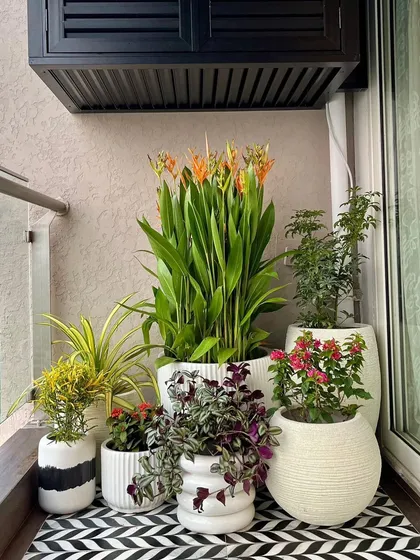 A cheerful and adorable collection of plants in textured white pots. This setup shows how we play with different pot shapes and plant types to create a cohesive and stylish balcony corner.