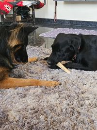 Dog Boarding & Training