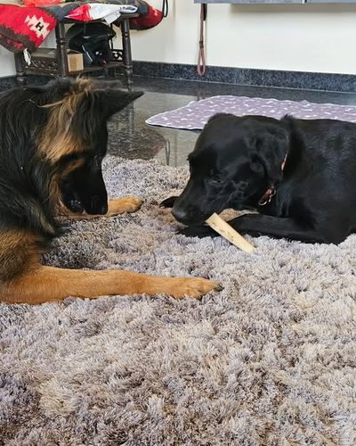 Dog Boarding & Training