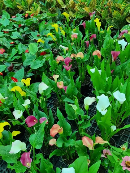 My nursery is stocked with beautiful indoor and outdoor flowering plants like these Calla Lilies. Their unique, trumpet-shaped flowers come in a variety of colors to match any decor.