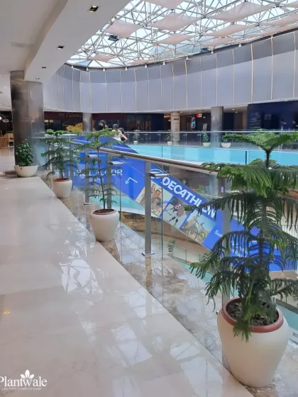 Norfolk Island Pines in matching white pots line the corridor of this mall, their symmetrical forms adding a sense of order and elegance. Their unique shape draws the eye and complements the high, airy ceilings.