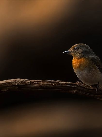 A Red-breasted Flycatcher sits on a branch, its warm colors contrasting with the dark, moody background. A beautiful find in the hidden corners of Navi Mumbai.