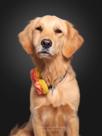 Priyanka - Themed & Special Occasion Pet Photography The Goofy & The Majestic: Studio Portraits photo 15