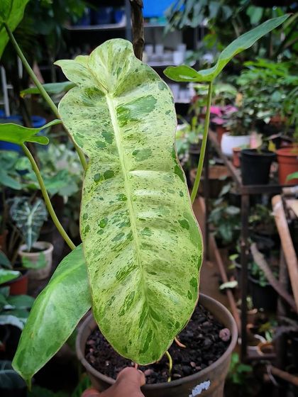 Rare & Collector's Plants photo 4