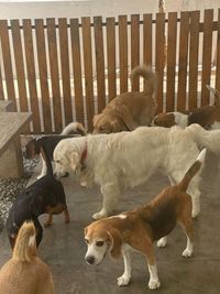 Dog Boarding (Overnight & Long-Term)