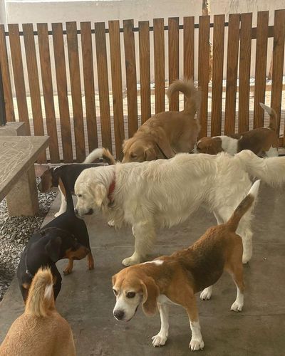 Dog Boarding (Overnight & Long-Term)